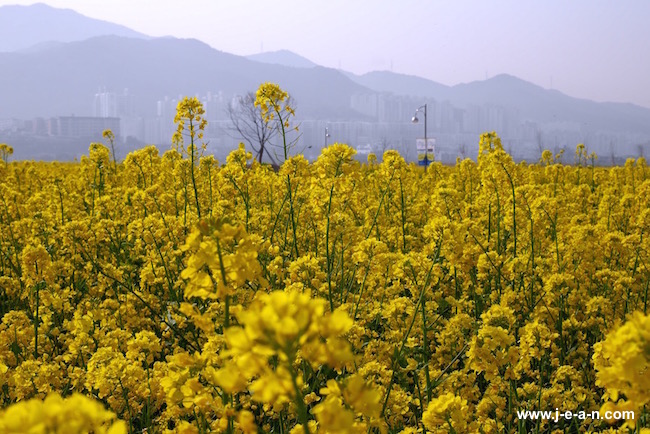 【韩国 | 釜山】釜山洛东江油菜花节